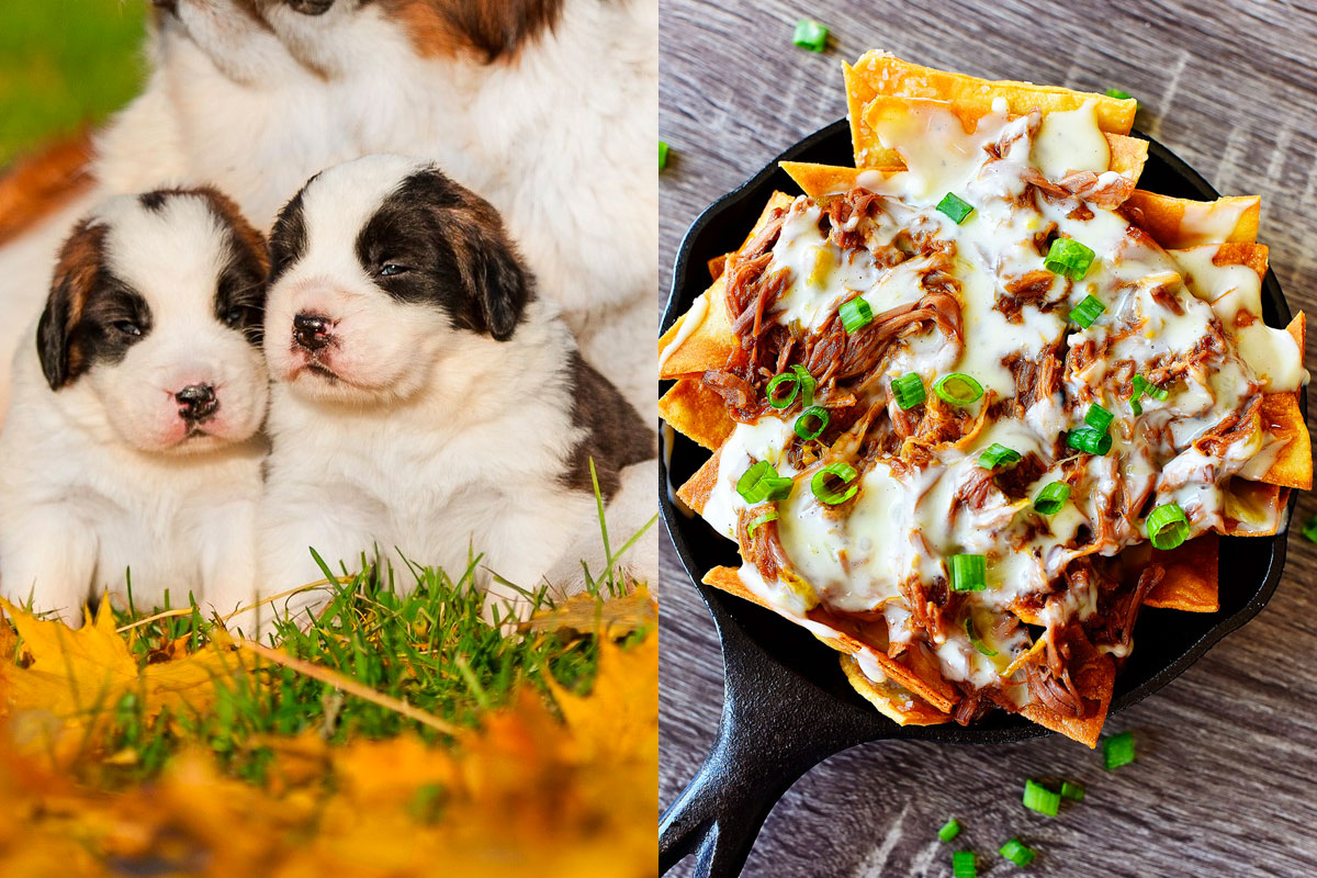 Make Some Impossible “🐶Puppy Vs. 🍕Food” Choices and We’ll Guess Your Actual and Emotional Ages 91