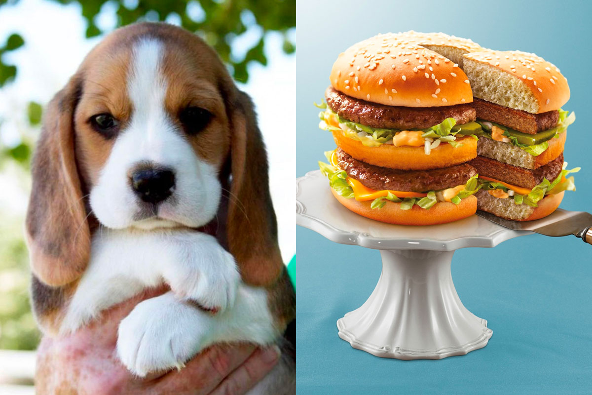 Make Some Impossible “🐶Puppy Vs. 🍕Food” Choices and We’ll Guess Your Actual and Emotional Ages 104