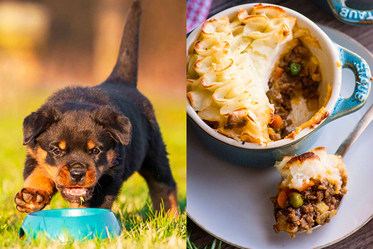 Make Some Impossible “🐶Puppy Vs. 🍕Food” Choices and We’ll Guess Your Actual and Emotional Ages 132