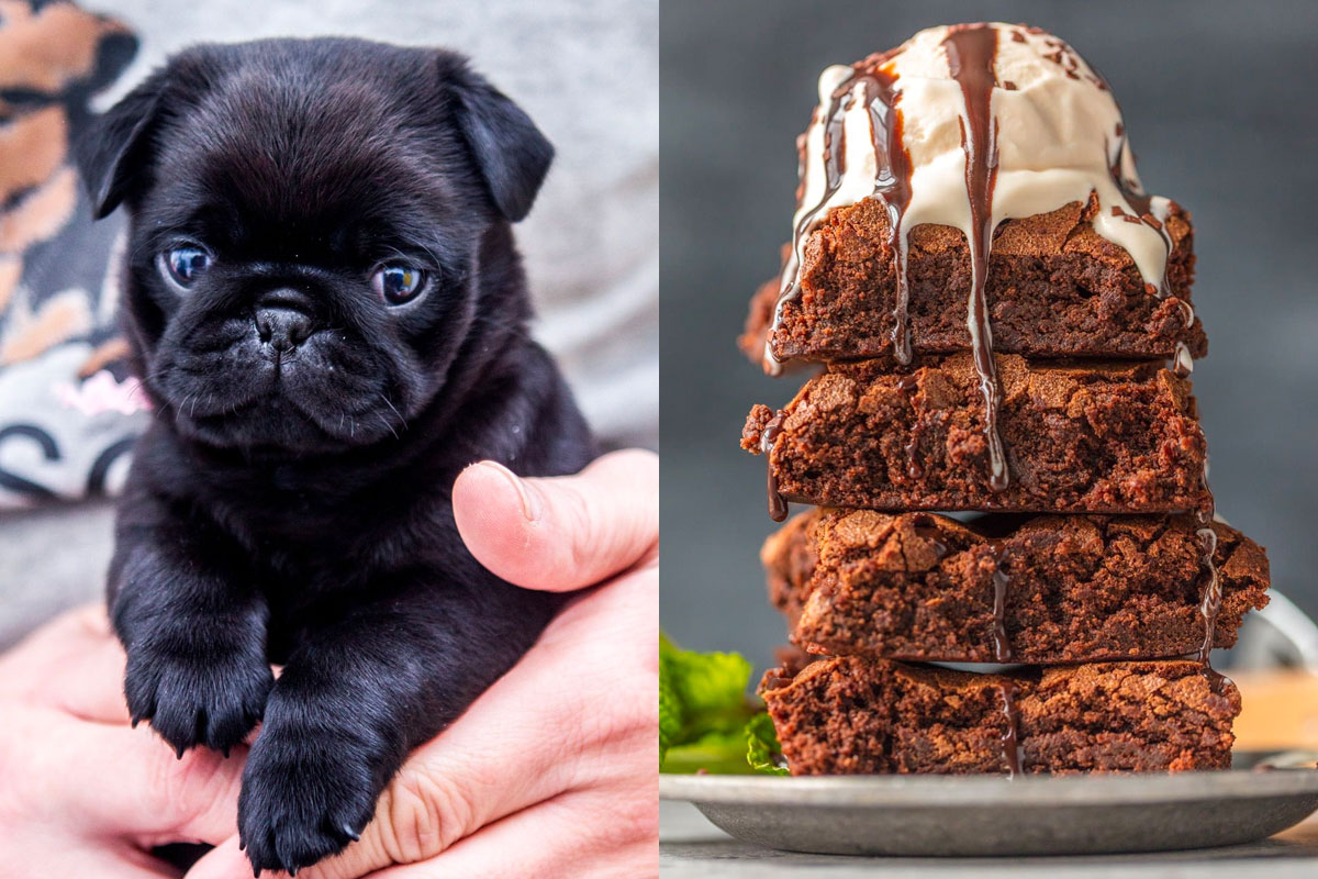 Make Some Impossible “🐶Puppy Vs. 🍕Food” Choices and We’ll Guess Your Actual and Emotional Ages 151
