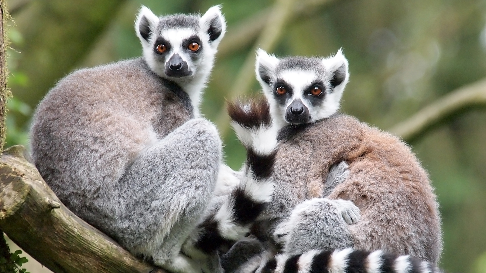 The More Questions You Get Correct Here, The More General Knowledge You Have ring tailed lemurs