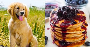Make Impossible Puppy Vs Food Choices & I'll Guess Actu… Quiz