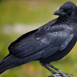 90% Of People Will Fail This General Knowledge Quiz. Will You? Raven