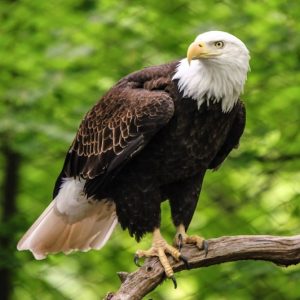 90% Of People Will Fail This General Knowledge Quiz. Will You? Eagle