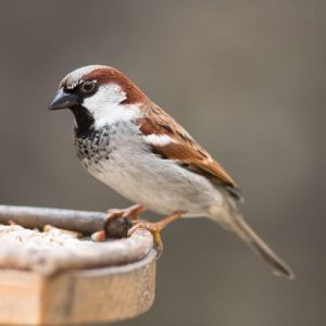 90% Of People Will Fail This General Knowledge Quiz. Will You? Sparrow
