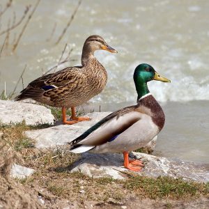 90% Of People Will Fail This General Knowledge Quiz. Will You? Ducks