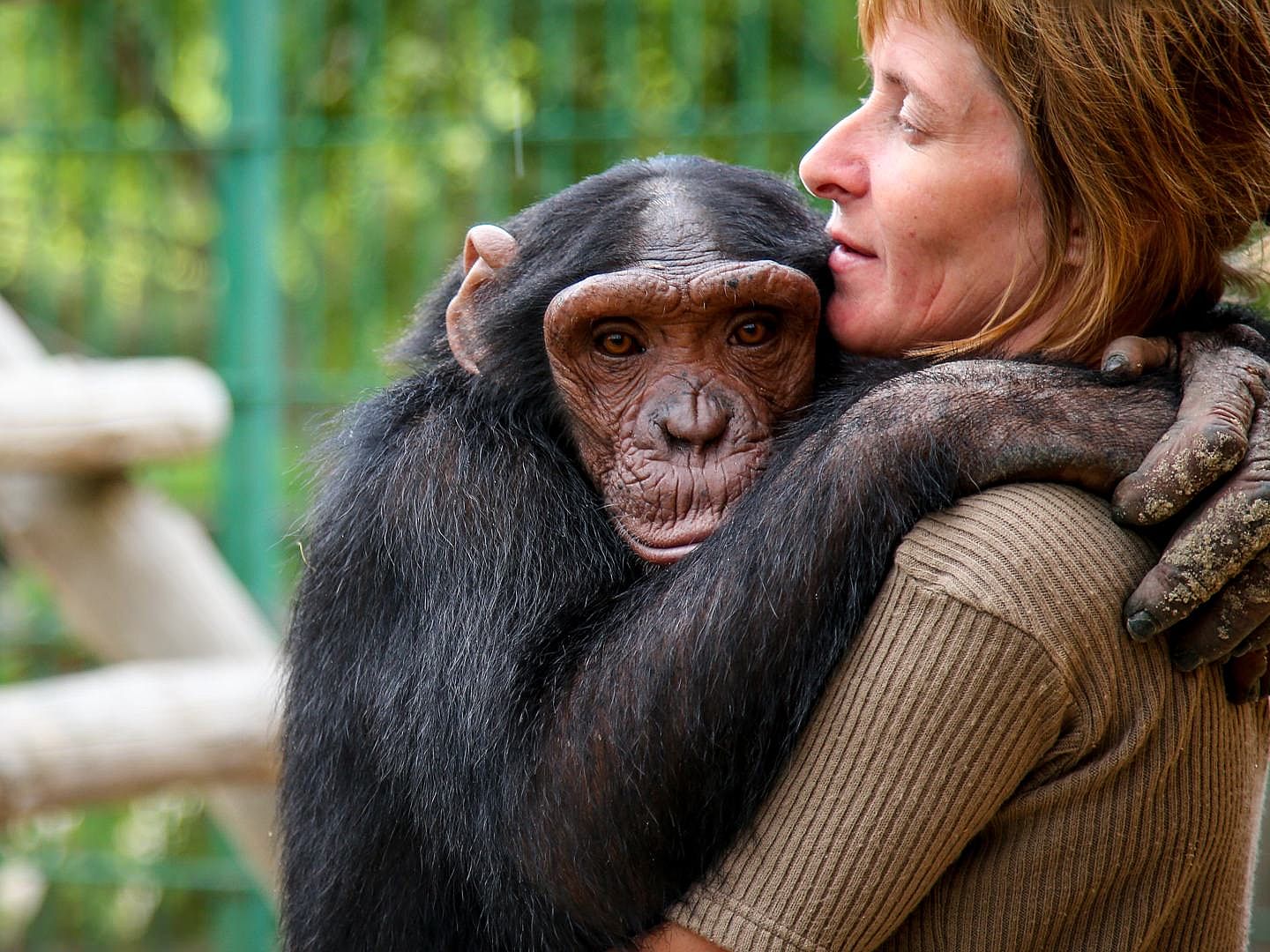 Only a Vet Tech Will Be Able to Answer These 20 Animal Questions chimpanzee with humans