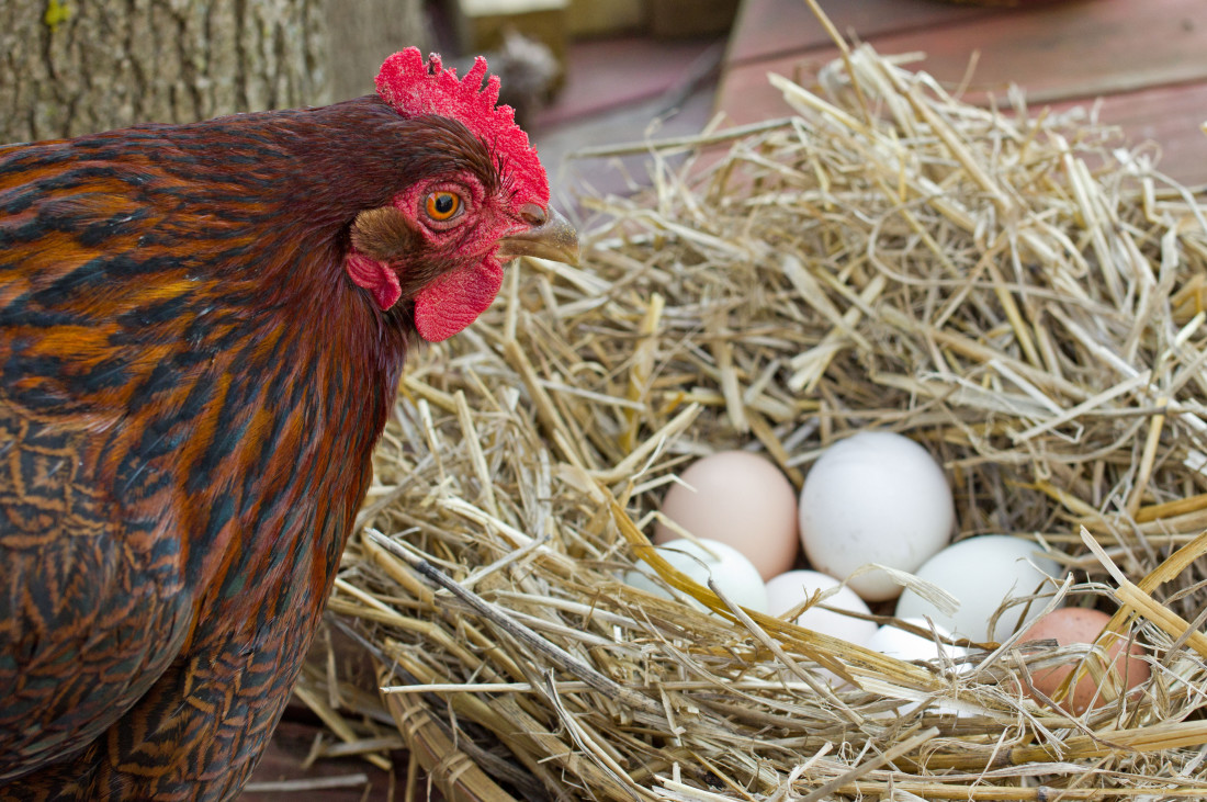 Only a Vet Tech Will Be Able to Answer These 20 Animal Questions hen with its eggs