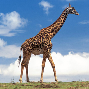 90% Of People Can’t Crush This Easy General Knowledge Quiz. Can You? Giraffe