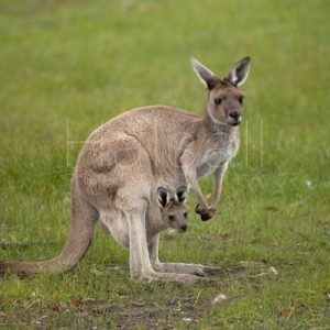 🐋 Only the Super Smart Will Score Better Than 12/17 on This Big, Bigger, Biggest Animal Quiz Grey kangaroo
