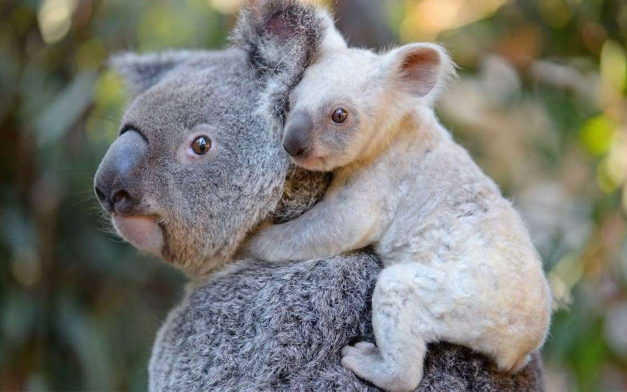 This Strange Animal Facts Quiz Gets Harder With Each Question — Can You Get 10/15? baby koala