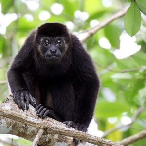 It’s Time to Chill and Try Your Hands at This Easy Mixed Knowledge Quiz Howler monkey