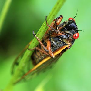 If You Can Get 18/24 on This Mixed Knowledge Quiz, You Probably Are the Smartest Friend Cicada