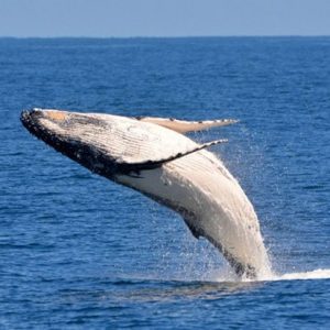 Only Vet Tech Will Be Able To Answer 20 Animal Questions Quiz Humpback whale