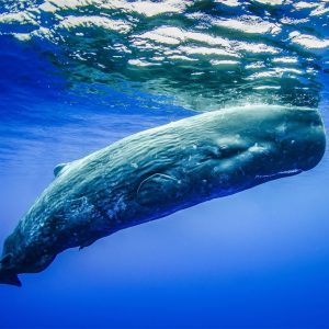 If You Get Over 80% On This Random Knowledge Quiz, You Know a Lot That\'s a big whale.