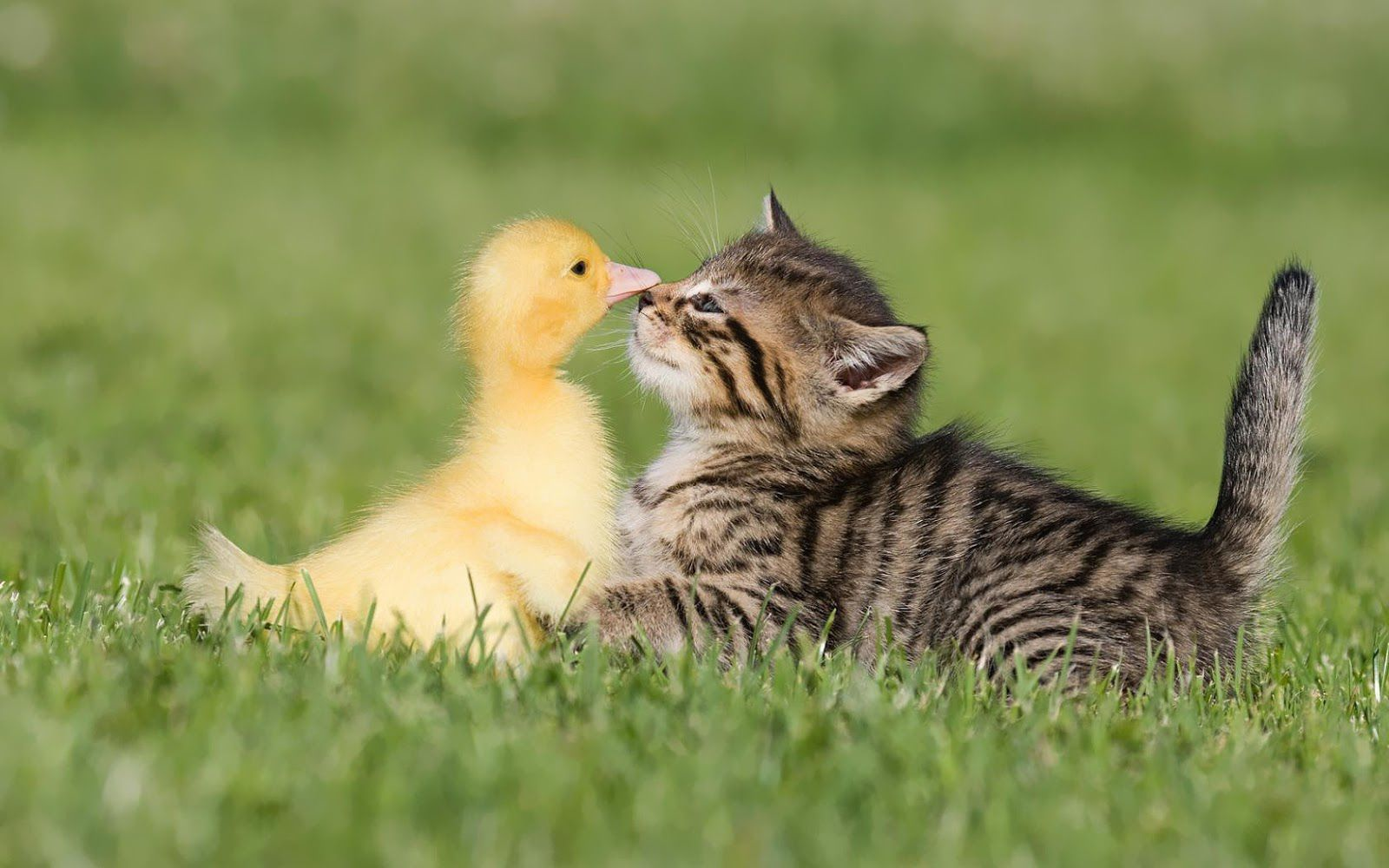 Only a Vet Tech Will Be Able to Answer These 20 Animal Questions Duckling kitten