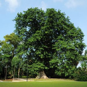 Only Vet Tech Will Be Able To Answer 20 Animal Questions Quiz Trees