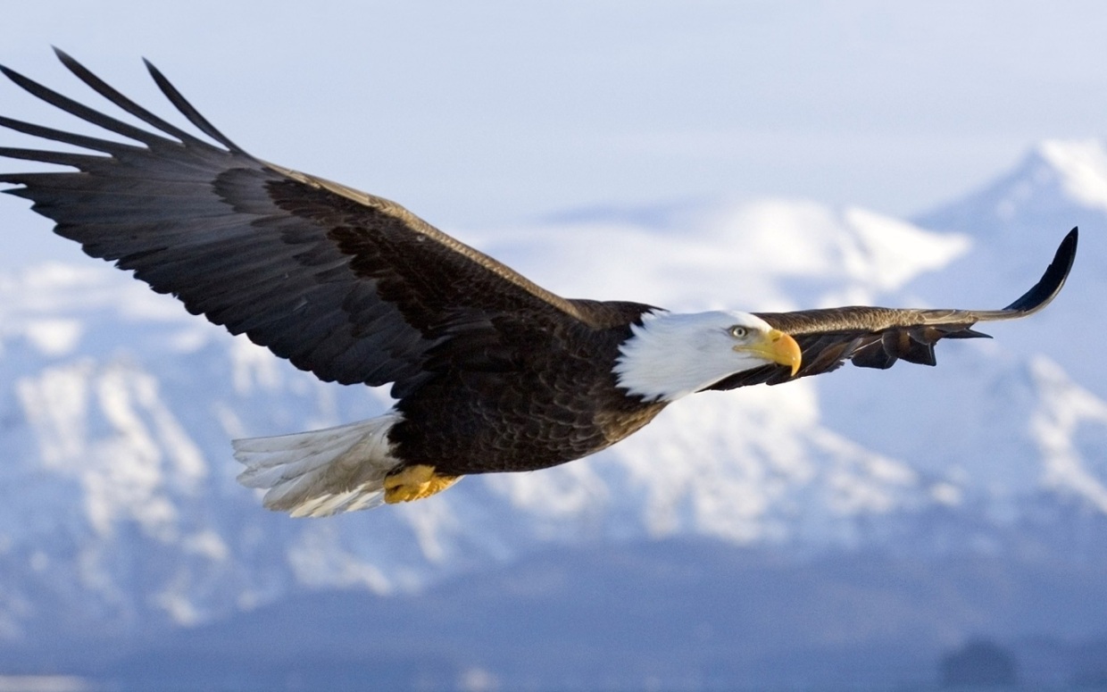 Only a Vet Tech Will Be Able to Answer These 20 Animal Questions Eagle wingspan