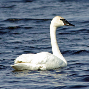 If You Get Over 80% On This Random Knowledge Quiz, You Know a Lot Trumpeter swan