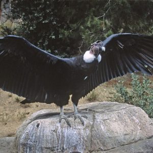 Second Largest Animals Andean condor
