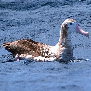 Only Vet Tech Will Be Able To Answer 20 Animal Questions Quiz Wandering albatross