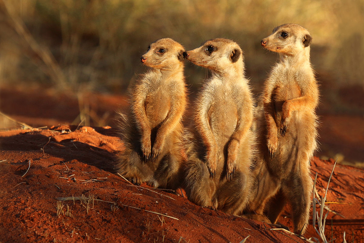 Only a Vet Tech Will Be Able to Answer These 20 Animal Questions meerkats