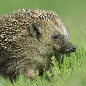 Only Vet Tech Will Be Able To Answer 20 Animal Questions Quiz Hedgehog