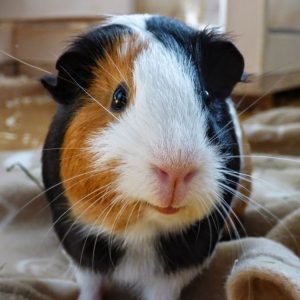 Only Vet Tech Will Be Able To Answer 20 Animal Questions Quiz Guinea pig