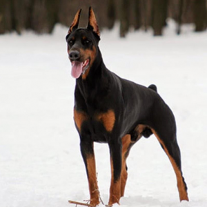 Can You Pass This “Jeopardy!” Trivia Quiz About Animals? What is a Doberman Pinscher?