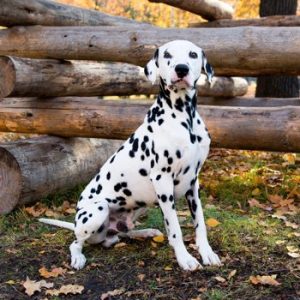 Only Vet Tech Will Be Able To Answer 20 Animal Questions Quiz Dalmatian