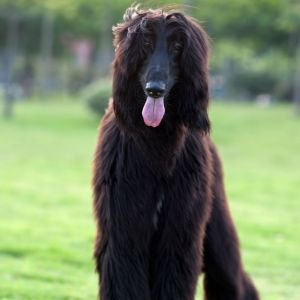 Only Vet Tech Will Be Able To Answer 20 Animal Questions Quiz Afghan hound
