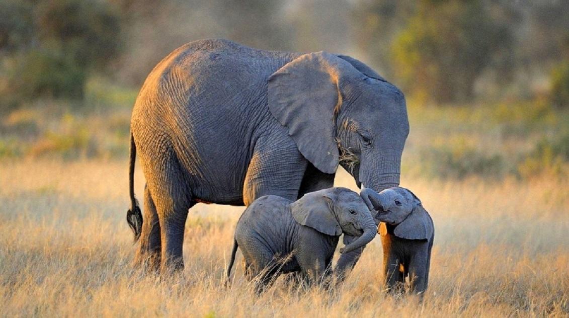 Can You Match These Animals With Their Natural Food Source? Elephants