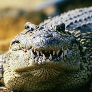 Only Vet Tech Will Be Able To Answer 20 Animal Questions Quiz Crocodile