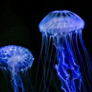 People With a High IQ Will Find This General Knowledge Quiz a Breeze Jellyfish