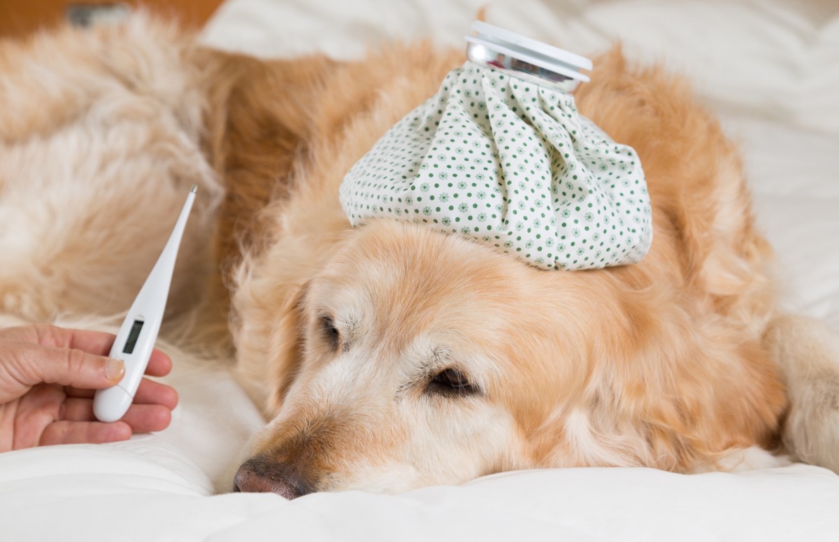 Only a Vet Tech Will Be Able to Answer These 20 Animal Questions taking sick dog temperature