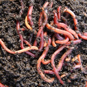 Only Vet Tech Will Be Able To Answer 20 Animal Questions Quiz Worms