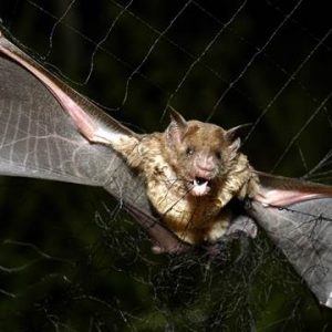 Only Vet Tech Will Be Able To Answer 20 Animal Questions Quiz Bats