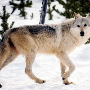 Can You Pass This “Jeopardy!” Trivia Quiz About Animals? What is a wolf?