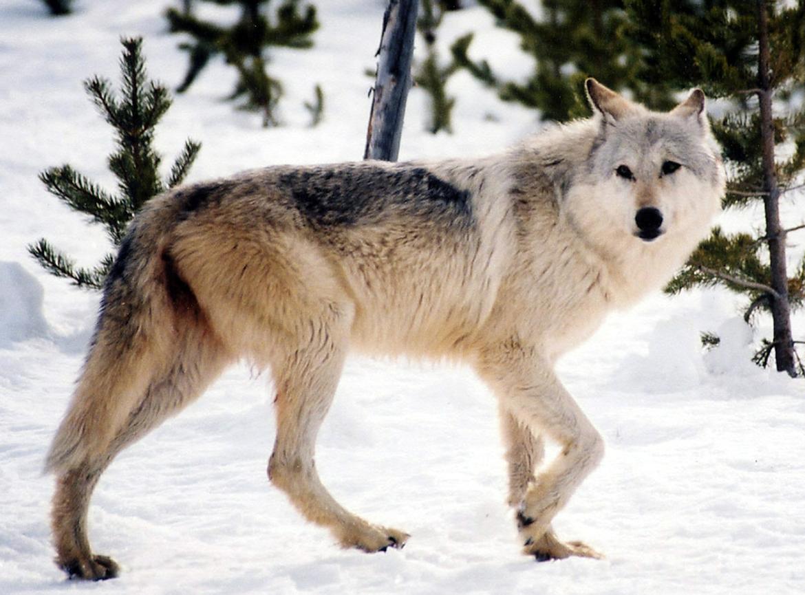 Only a Vet Tech Will Be Able to Answer These 20 Animal Questions wolf