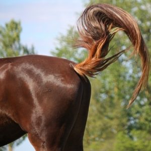 Only Vet Tech Will Be Able To Answer 20 Animal Questions Quiz To look at its tail