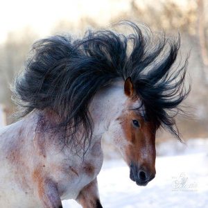 Not to Be Dramatic, But This General Knowledge Quiz Will Be the Hardest Thing You Do Today A dark horse