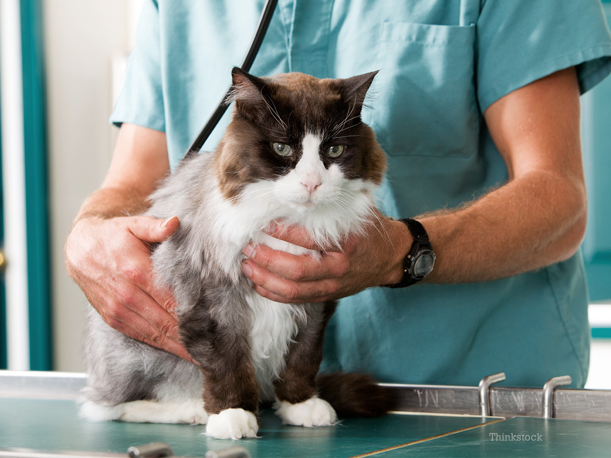 Only a Vet Tech Will Be Able to Answer These 20 Animal Questions checking animal blood pressure