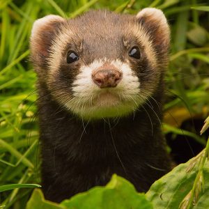 🐰 Pick Your Favorite Pet Companion for These Scenarios and We’ll Reveal Your True Mental Age 🐶 Ferret