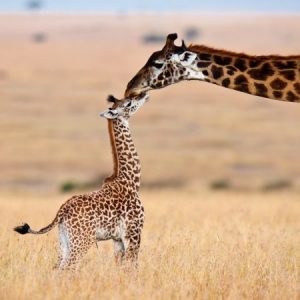 Only Vet Tech Will Be Able To Answer 20 Animal Questions Quiz Giraffe