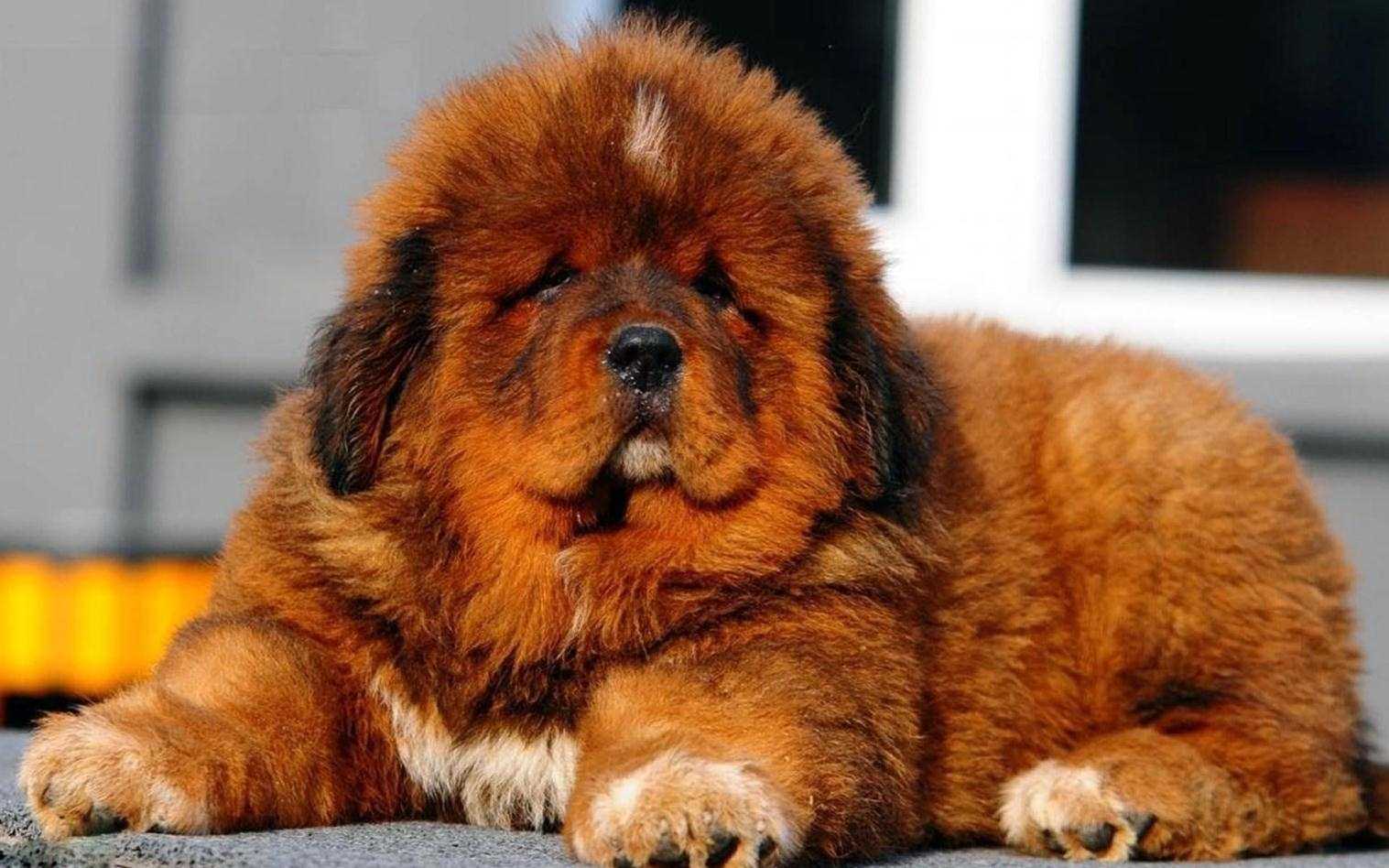 Only a Vet Tech Will Be Able to Answer These 20 Animal Questions Tibetan Mastiff