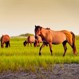 Can You Beat Your Friends In This Quiz That's All About Animals? Horse