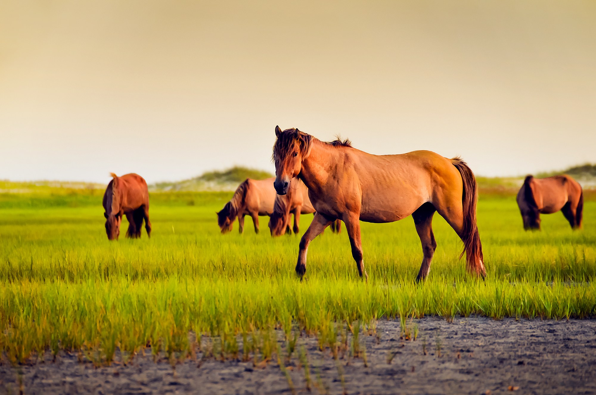 Only a Vet Tech Will Be Able to Answer These 20 Animal Questions Horses