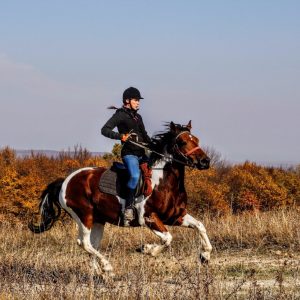 Plan a Trip to Canada and We’ll Reveal Which Dog Breed Suits You the Best Horseback riding