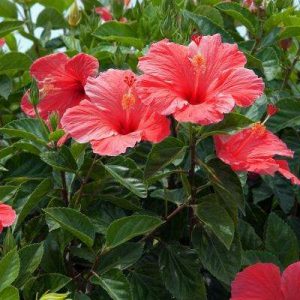 This Is the Hardest General Knowledge Quiz You’ll Ever Take, We Promise Hibiscus