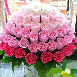 This Is the Hardest General Knowledge Quiz You’ll Ever Take, We Promise Roses